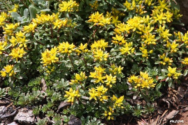 sedum